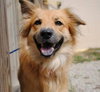 Stella Rose-ADOPTED 11.10.12