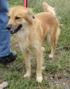 Stella Rose-ADOPTED 11.10.12
