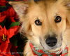 Stella Rose-ADOPTED 11.10.12