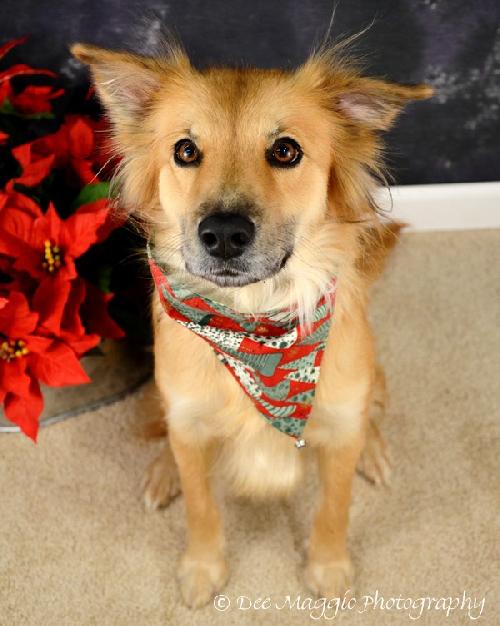 Stella Rose-ADOPTED 11.10.12