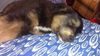 Fg Litter Lennon - ADOPTED 11.10.12