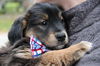 Fg Litter Lennon - ADOPTED 11.10.12