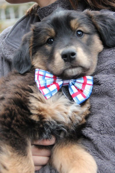 Fg Litter Lennon - ADOPTED 11.10.12