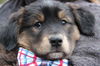 Fg Litter Lennon - ADOPTED 11.10.12