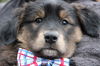 Fg Litter Lennon - ADOPTED 11.10.12