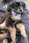 Fg Litter Lennon - ADOPTED 11.10.12