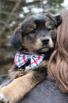 Fg Litter Lennon - ADOPTED 11.10.12