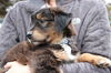 Fg Litter Lennon - ADOPTED 11.10.12