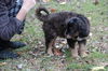Fg Litter Lennon - ADOPTED 11.10.12