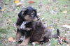 Fg Litter Lennon - ADOPTED 11.10.12