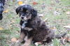 Fg Litter Lennon - ADOPTED 11.10.12