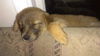 Fg Litter Yoko - ADOPTED 11.07.12