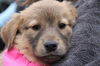 Fg Litter Yoko - ADOPTED 11.07.12