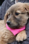 Fg Litter Yoko - ADOPTED 11.07.12
