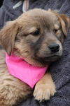 Fg Litter Yoko - ADOPTED 11.07.12