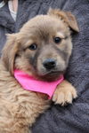 Fg Litter Yoko - ADOPTED 11.07.12