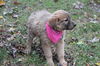 Fg Litter Yoko - ADOPTED 11.07.12