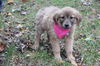 Fg Litter Yoko - ADOPTED 11.07.12