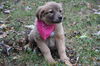 Fg Litter Yoko - ADOPTED 11.07.12