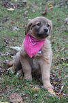 Fg Litter Yoko - ADOPTED 11.07.12