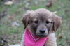 Fg Litter Yoko - ADOPTED 11.07.12
