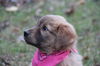 Fg Litter Yoko - ADOPTED 11.07.12