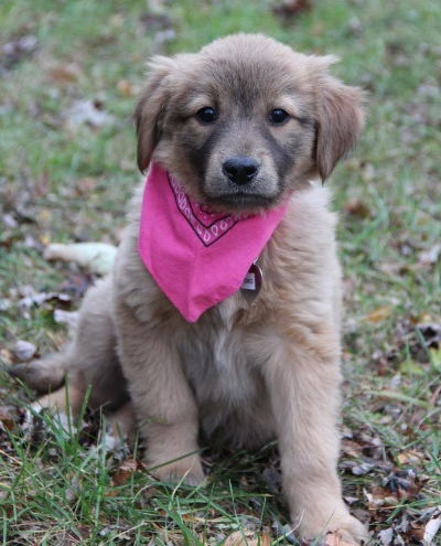 Fg Litter Yoko - ADOPTED 11.07.12