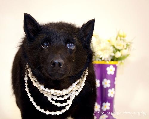 Princess-ADOPTED 09.07.13