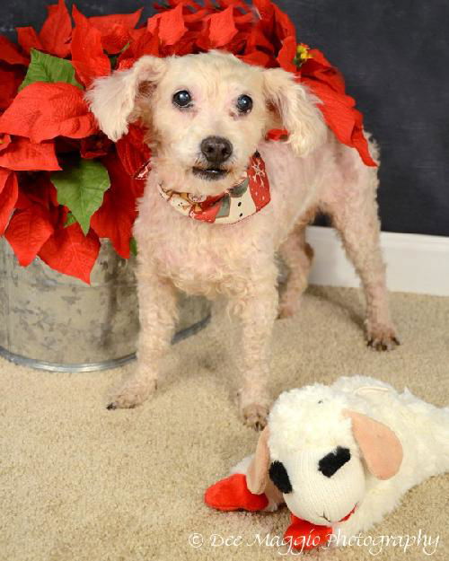 Lamb Chop-ADOPTED 12.16.12