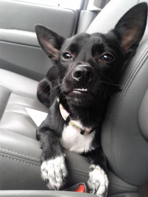 Ponyo-ADOPTED 12.01.12
