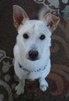 Turk - ADOPTED (Missing Contract)