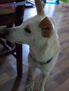 Turk - ADOPTED (Missing Contract)