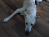 Turk - ADOPTED (Missing Contract)