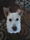 Turk - ADOPTED (Missing Contract)