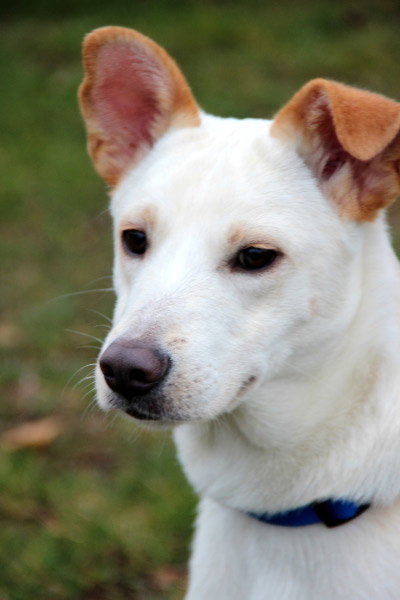 Turk - ADOPTED (Missing Contract)