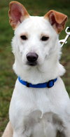 Turk - ADOPTED (Missing Contract)