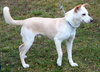 Turk - ADOPTED (Missing Contract)