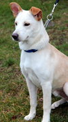 Turk - ADOPTED (Missing Contract)