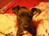 Anna-ADOPTED 01.13.13
