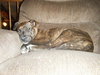 Anna-ADOPTED 01.13.13