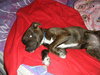 Anna-ADOPTED 01.13.13