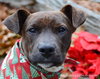 Anna-ADOPTED 01.13.13