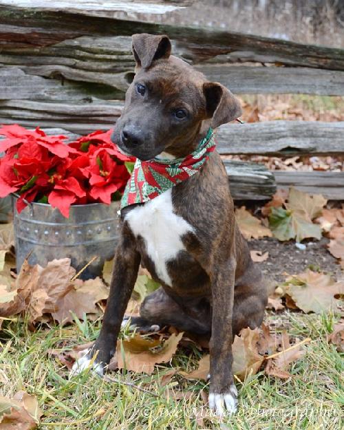 Anna-ADOPTED 01.13.13
