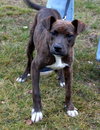 Anna-ADOPTED 01.13.13