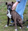 Anna-ADOPTED 01.13.13