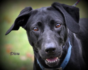 Diva-ADOPTED 12.31.12