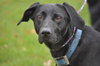 Diva-ADOPTED 12.31.12