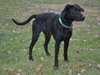 Diva-ADOPTED 12.31.12