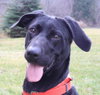 Diva-ADOPTED 12.31.12