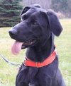 Diva-ADOPTED 12.31.12